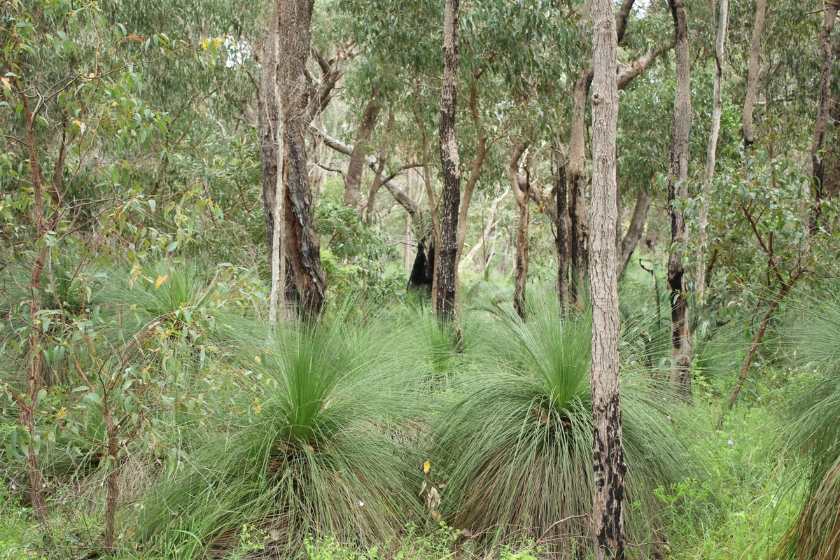Star Swamp Bushland Reserve - Clive Bond